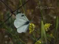 Oostelijk marmerwitje [Euchloe ausonia]